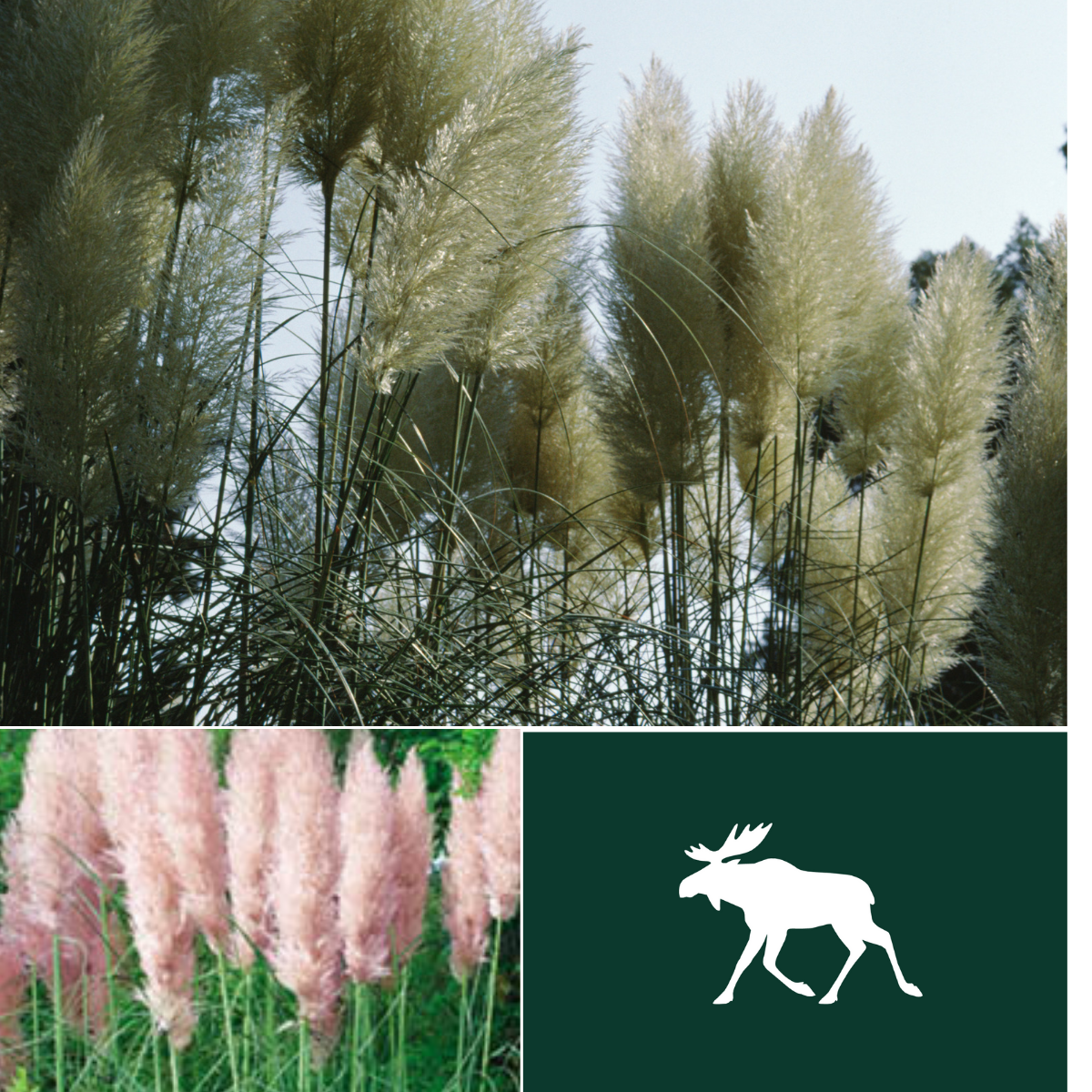 Pampas Grass Collection - White & Pink Feather Cortaderia - Perennial Seeds