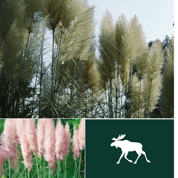 Pampas Grass Collection White & Pink Feather Cortaderia Perennial Mooseseeds