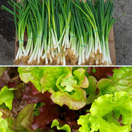 2 Packs of Seeds - Spring Onion Seeds and Mixed Lettuce Seeds