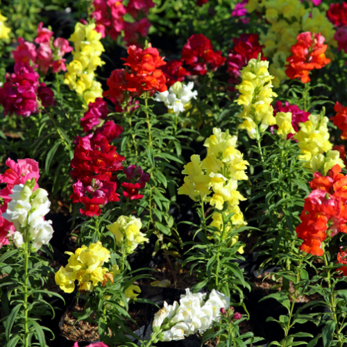 Antirrhinum Cheerio Mixed Seeds