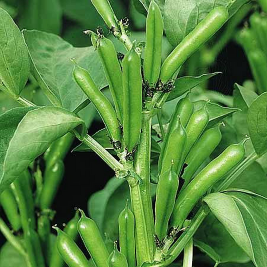 Broad Bean - The Sutton Dwarf Seeds