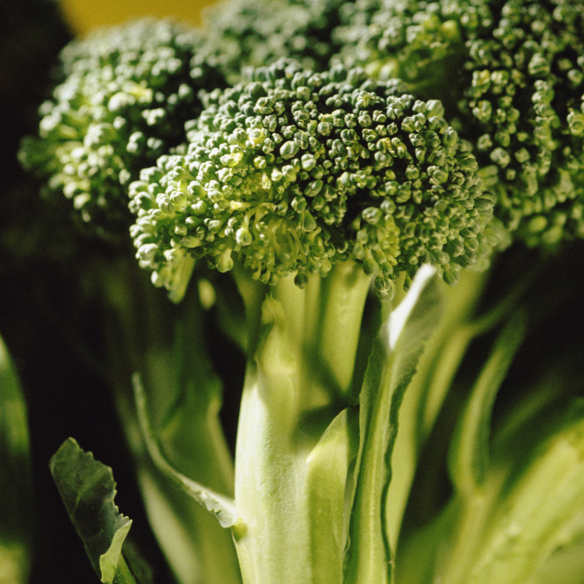 Broccoli - Calabrese Green Sprouting Seeds