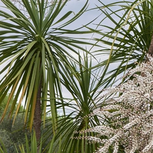 Cordyline Australis Seeds - Cabbage Palm Seeds