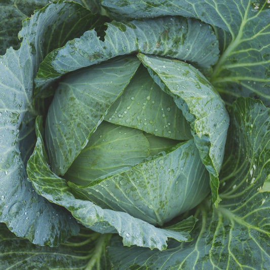 Cabbage - Golden Acre Earliest of All Seeds