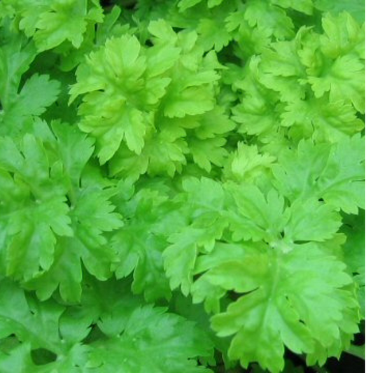 Celery - Green Soup  Seeds