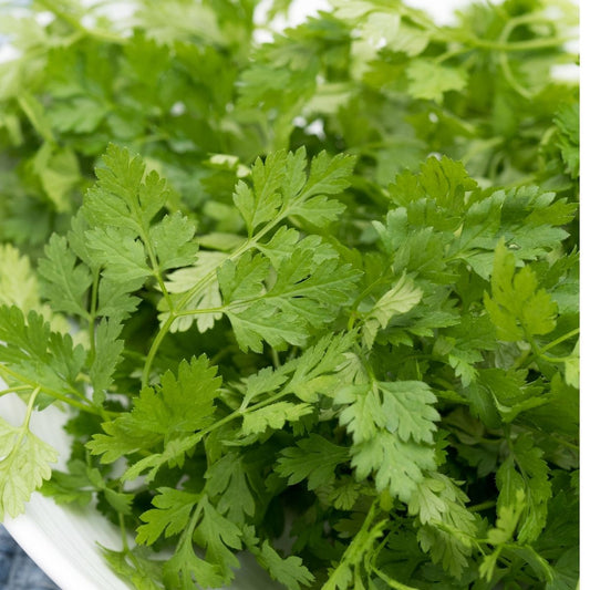 Chervil Curled - Anthriscus Cerefolium Seeds