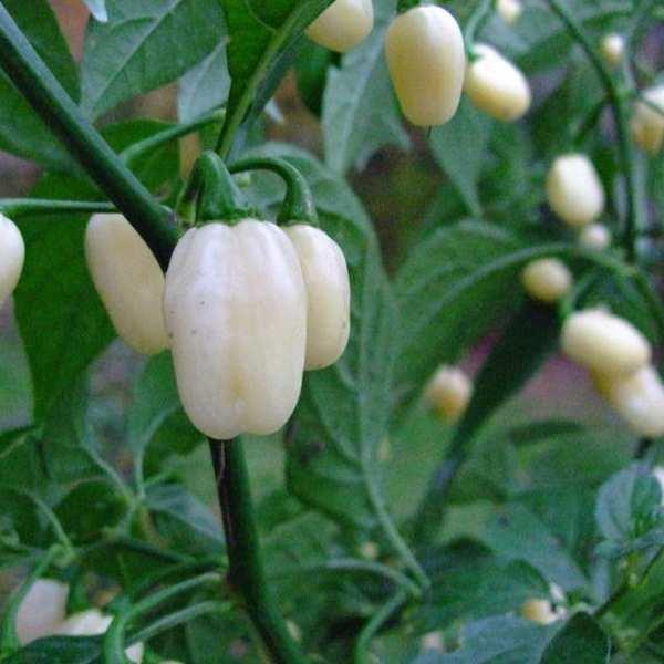 Chilli Pepper - Habanero White Seeds