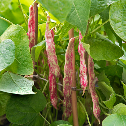 Dwarf French Bean Borlotto Tintoretto Seeds