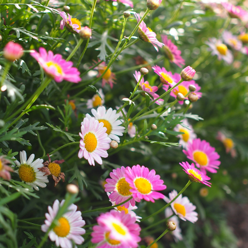 Gaillardia - Grandiflora Hybrid Mixed Seeds - Large Daisy Like Flowers