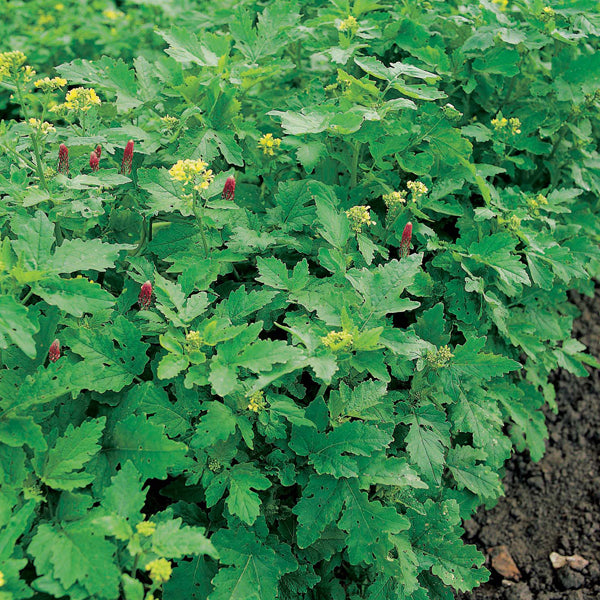 Green Manure - Winter Mix Seeds