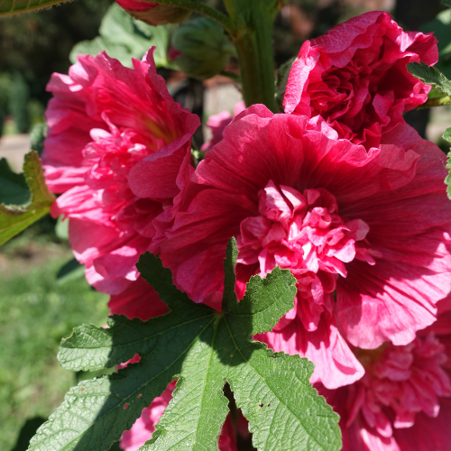 Hollyhocks - Chater's Double Mixed Seeds