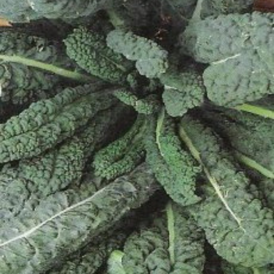 Kale - Nero Di Toscana - Black Tuscany Seeds