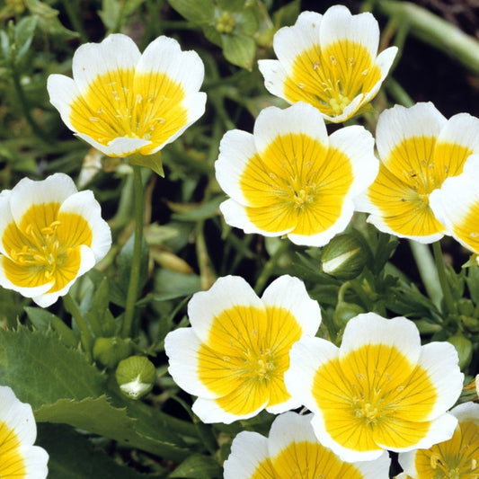 Limnanthes Douglasii - Poached Egg Plant Seeds