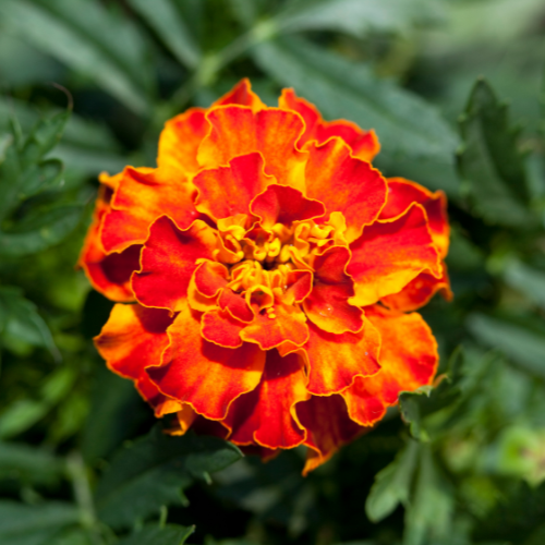 Marigold Bolero - Tagetes Patula Seeds