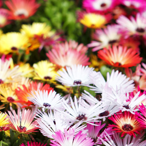 Mesembryanthemum Magic Carpet Mixed Seeds