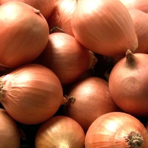 Onion - Rijnsburger Seeds