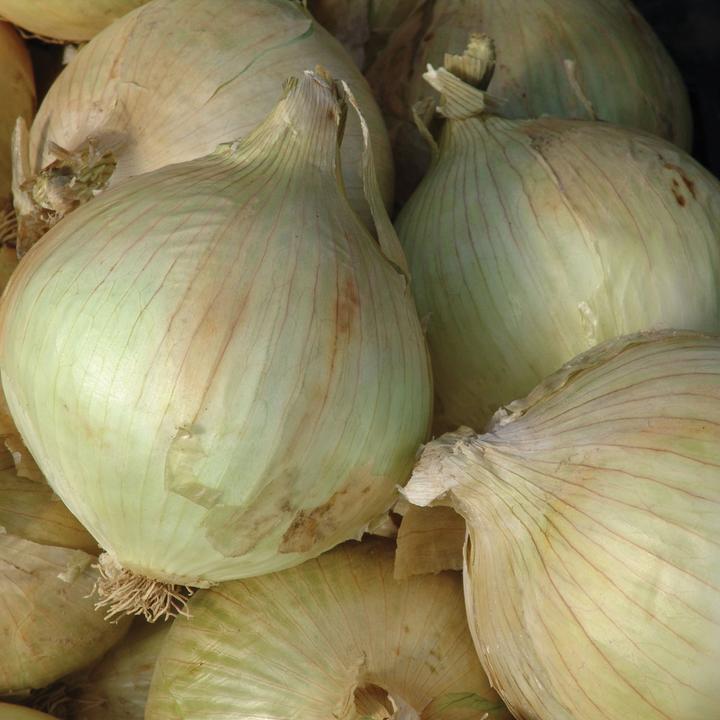 Onion - Globo Seeds