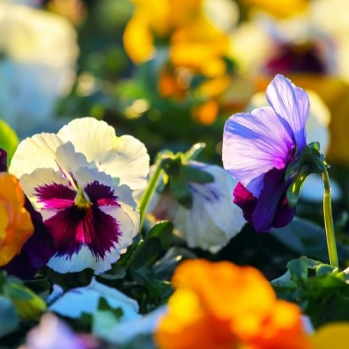 Pansy - Joker Mixed Seeds