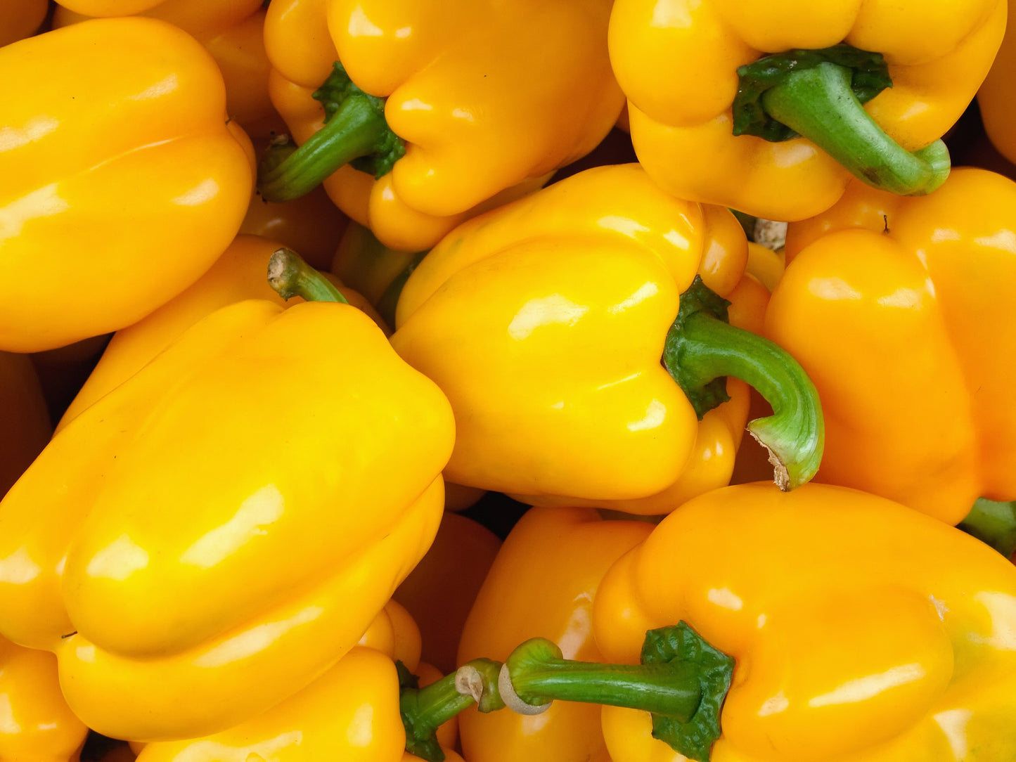 Sweet Bell Pepper - Golden Californian Wonder Seeds