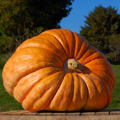 Pumpkin - Dills Atlantic Giant Seeds