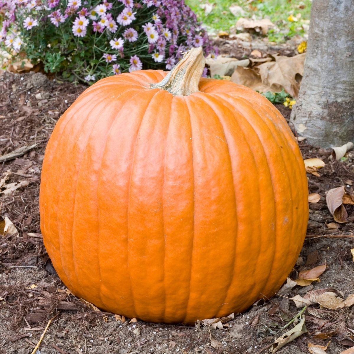 Pumpkin - F1 Magic Lantern Seeds