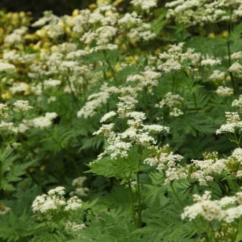Sweet Cicely Myrrhis odorata Seeds - Great for attracting Wildlife - Bees