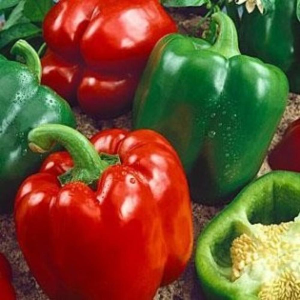 Sweet Bell Pepper - Californian Wonder Seeds