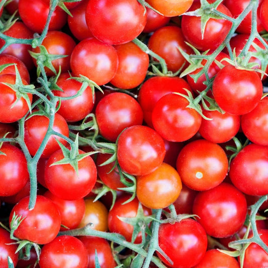 Tomato - Gardener's Delight Seeds - Cherry Tomato