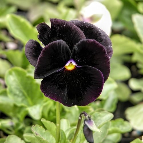Viola - Back to Black Seeds