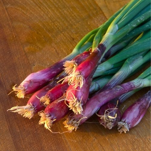 Welsh Onion Red Seeds Mooseseeds