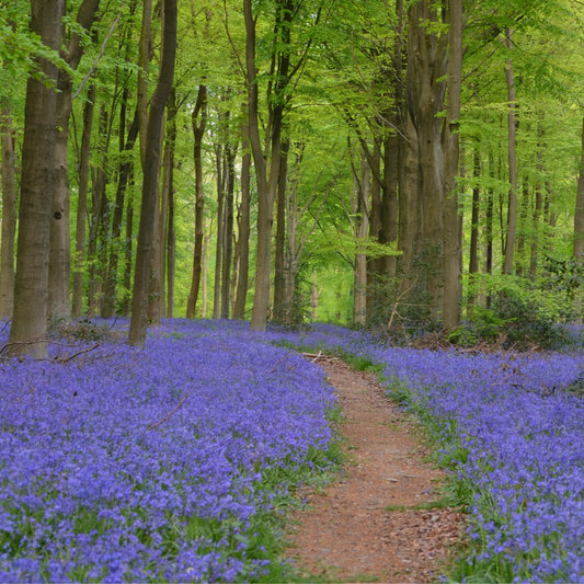 Bluebell Seeds - Wildflowers