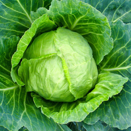 Cabbage - Brunswick Seeds - Old Heirloom Variety
