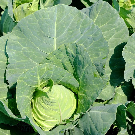 Cabbage - Durham Early Seeds