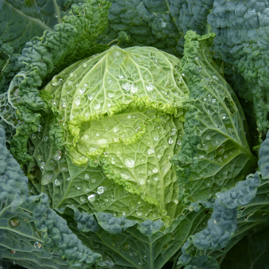 Cabbage - Ormskirk Savoy Seeds