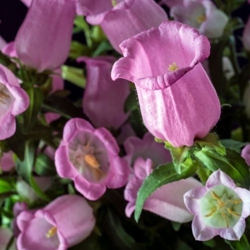 Canterbury Bells - Cup and Saucer Mixed seeds