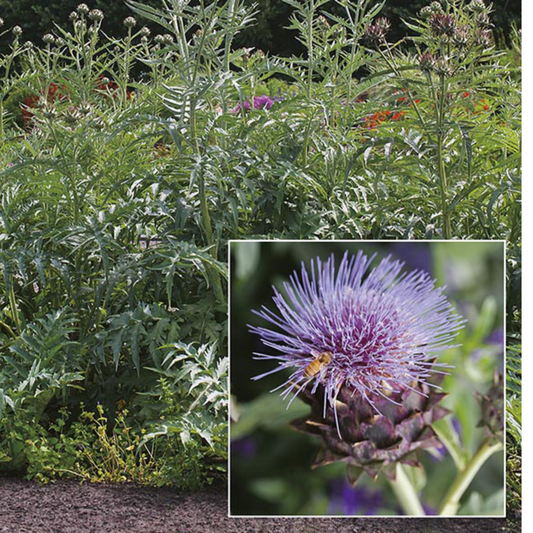 Cardoon - Cynara cardunculus Seeds