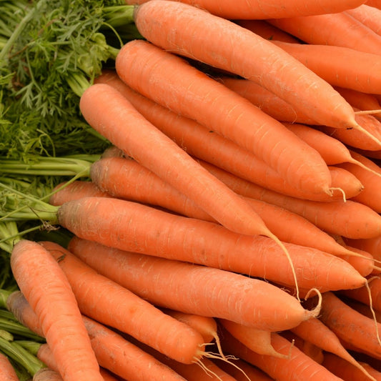 Carrot - Karotela Seeds
