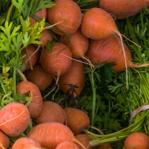Carrot - Paris Market Atlas  Seeds