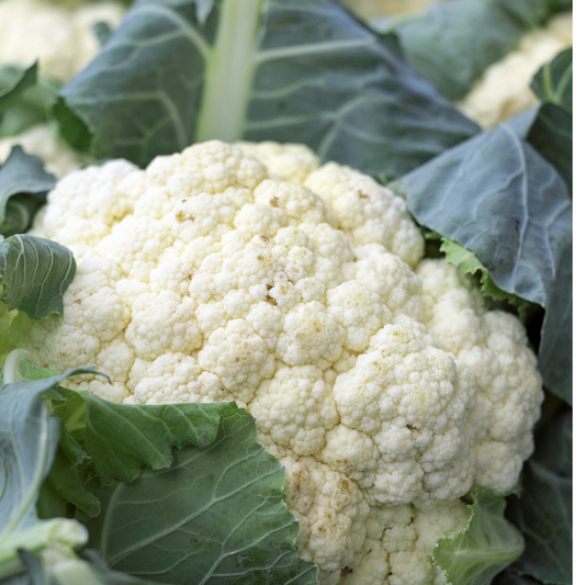 Cauliflower - All Year Round Seeds