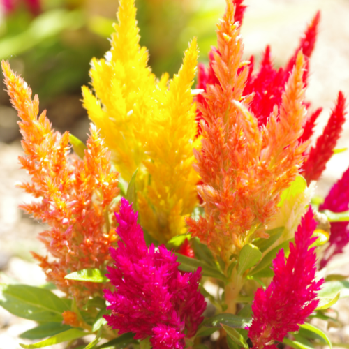 Celosia Century Mixed Seeds