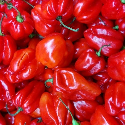 Chilli Pepper - Scotch Bonnet Seeds