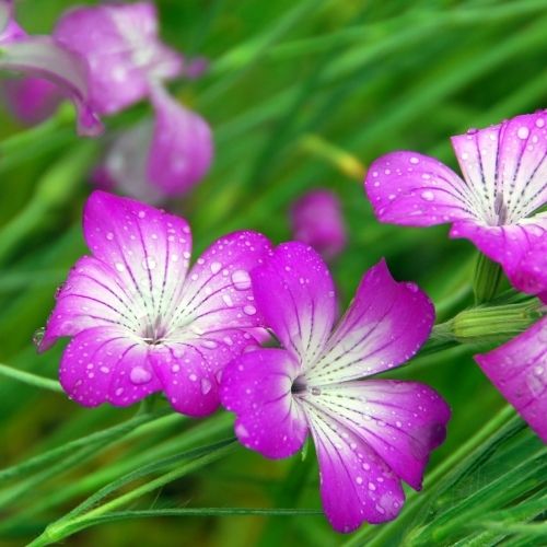 Corncockle - Agrostemma Githago Wildflower Seeds