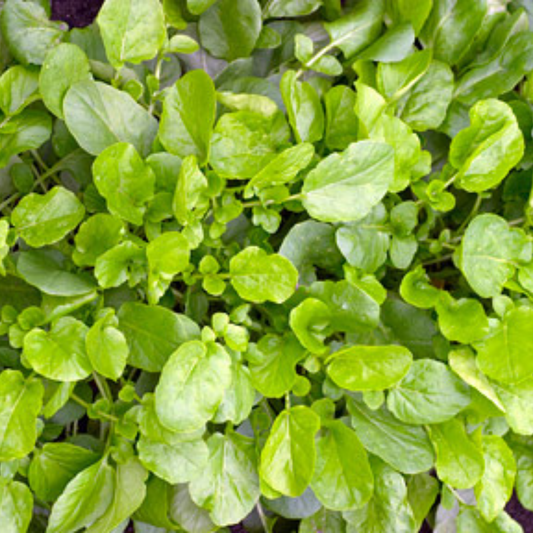 Cress - Land cress Seeds