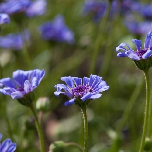 Felicia - The Blues Seeds