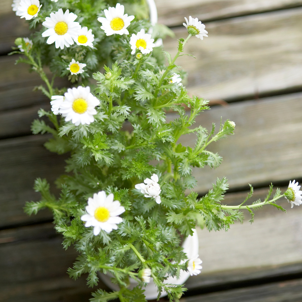 Feverfew Seeds - Tanacetum parthenium (Featherfew of Featherfoil)