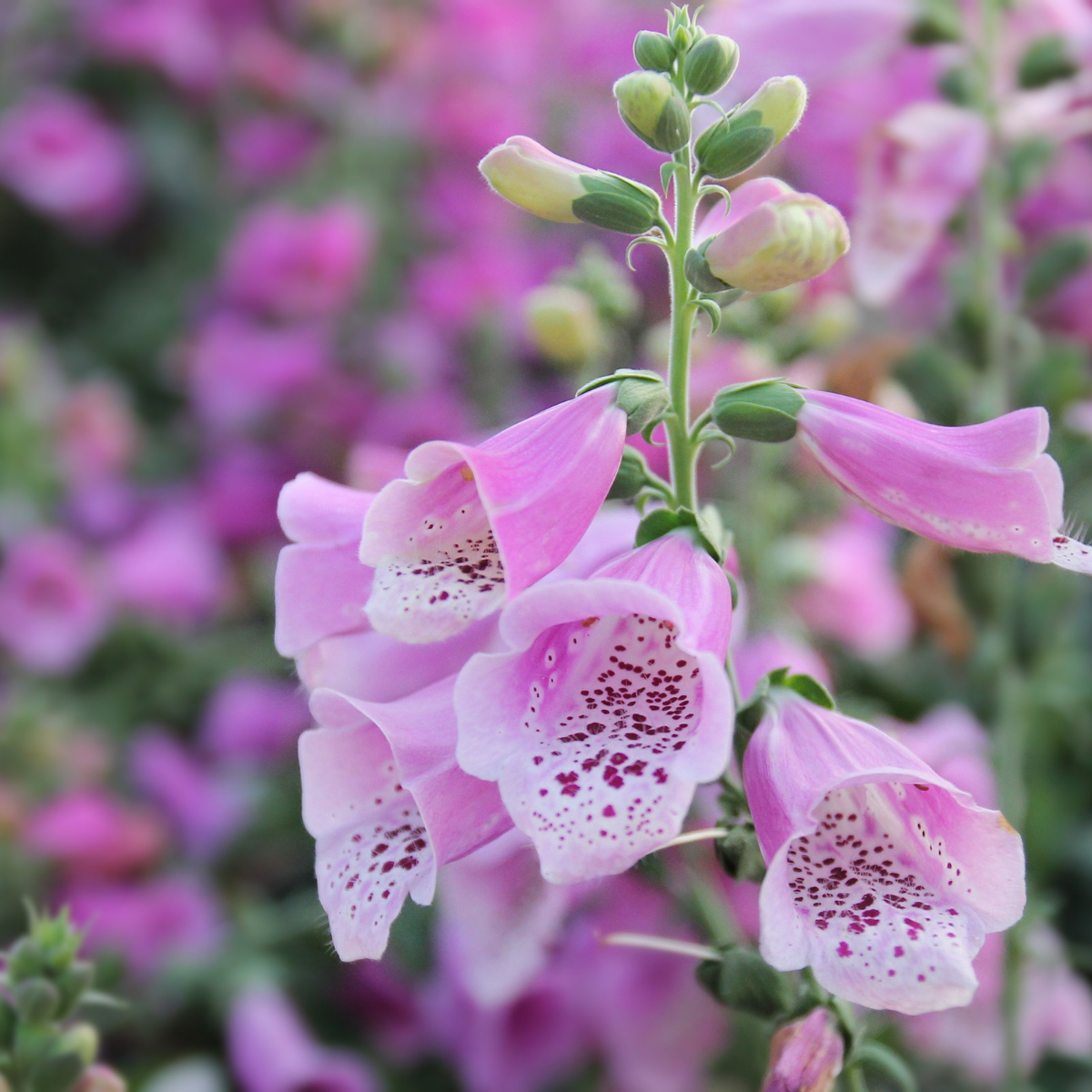 Foxglove - Digitalis Foxy Seeds Dwarf Mix