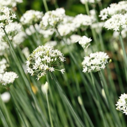 Garlic Chives Seeds - Chinese Chives Seeds