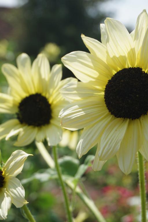 Sunflower - Vanilla Ice Seeds