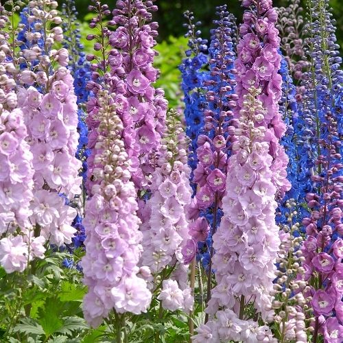 Larkspur - Limelight Mixed Seeds - Delphinium consolida