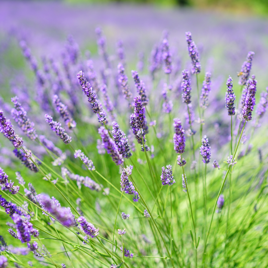 Lavender - Vera - Lavendula Seeds
